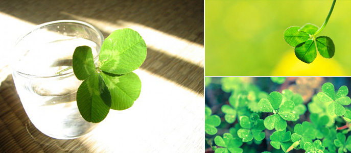 千葉県八街市のよつば整骨院　スタッフ紹介